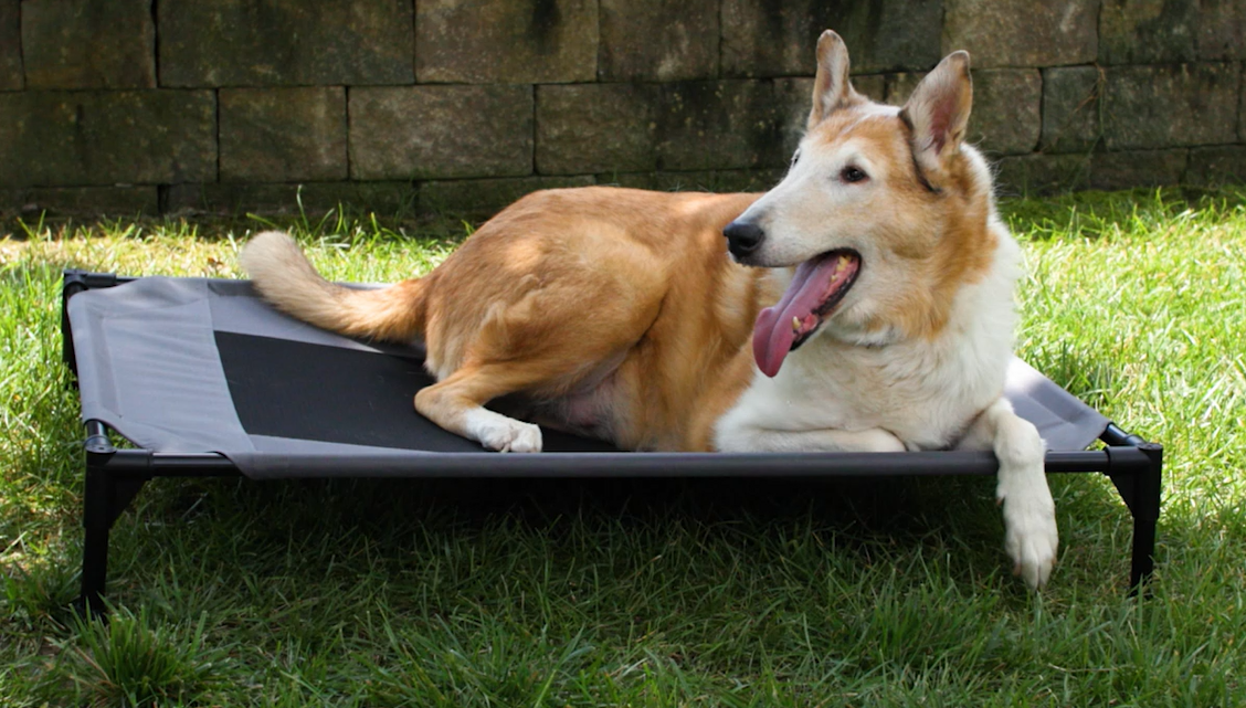 Amazon.com : K&H Pet Products Outdoor Elevated Dog Cot, Breathable